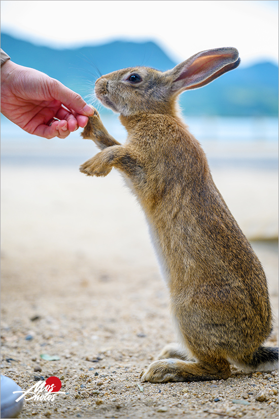 【廣島大久野島】必去超萌兔子島～最療癒的小島，萌呆可愛的兔樂園，成群萌兔信徒跟著你～