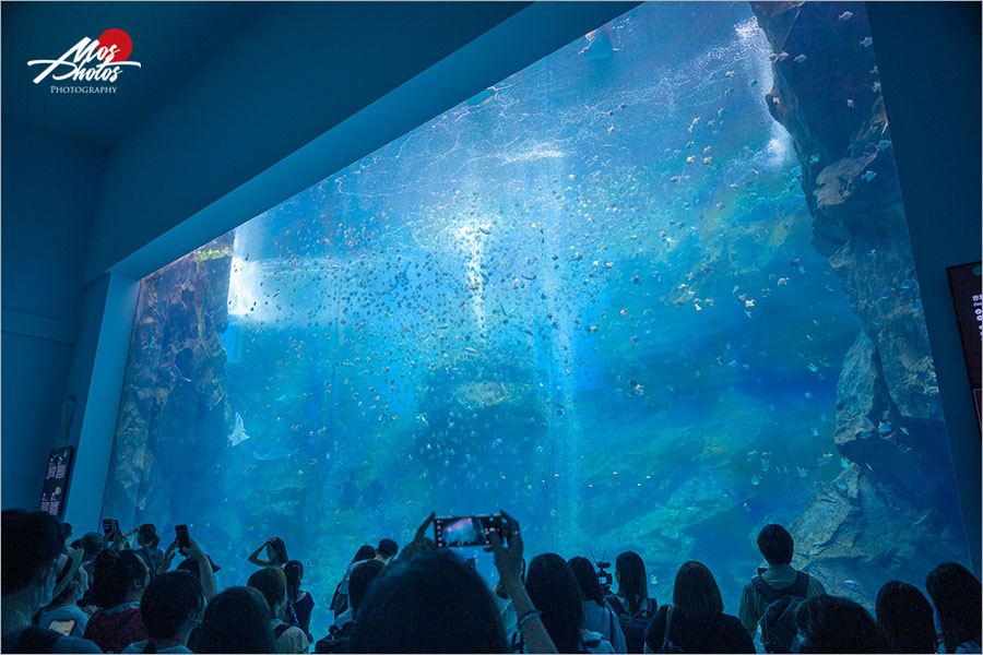 桃園Xpark水族館》青埔八景島水族館 Xpark都會型水生公園～2020年8月7日隆重開幕，亮點搶先看！！