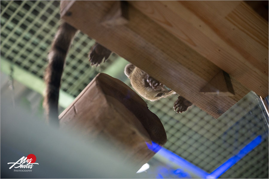 桃園Xpark水族館》青埔八景島水族館 Xpark都會型水生公園～2020年8月7日隆重開幕，亮點搶先看！！