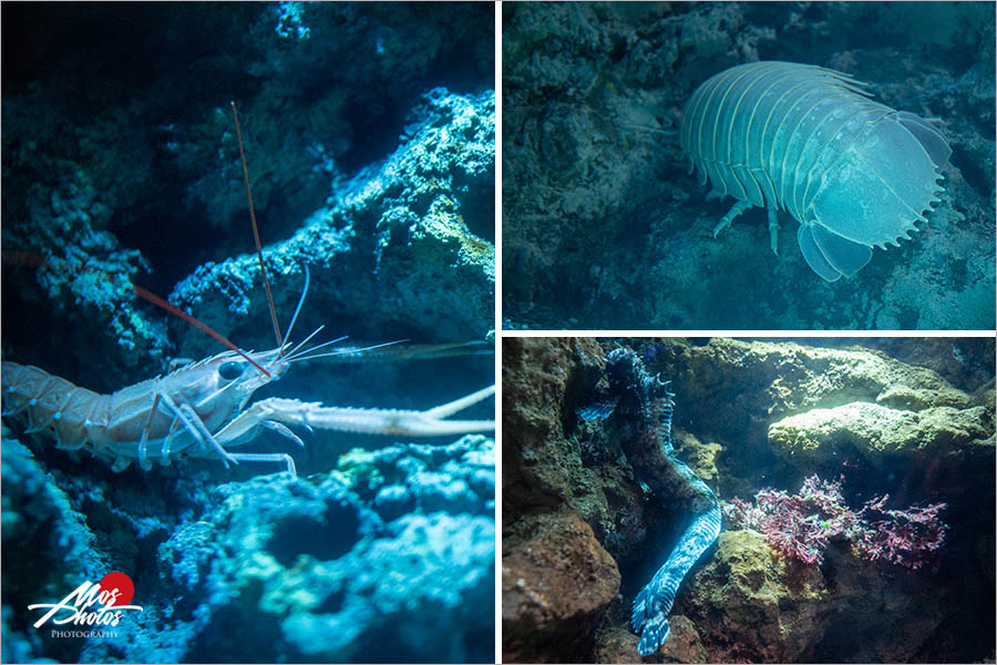 桃園Xpark水族館》青埔八景島水族館 Xpark都會型水生公園～2020年8月7日隆重開幕，亮點搶先看！！