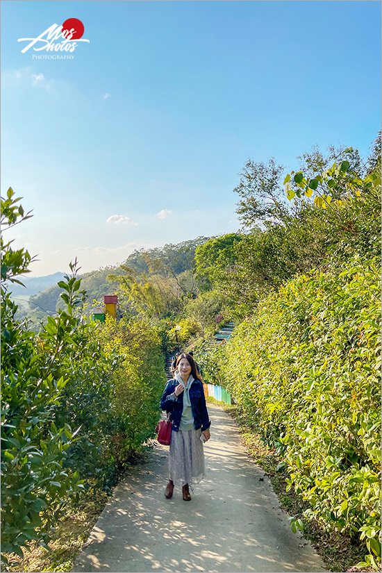 苗栗頭屋》橙香森林景觀餐廳～橘子隧道異國風，迷人夕陽夢幻打卡點，喜歡拍美照必來！