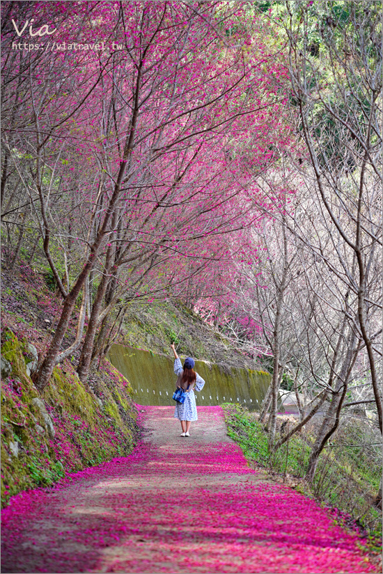 南投櫻花景點》望高茶園景觀餐廳～私房賞櫻秘境，粉色櫻花隧道＋櫻花地毯一次滿足！