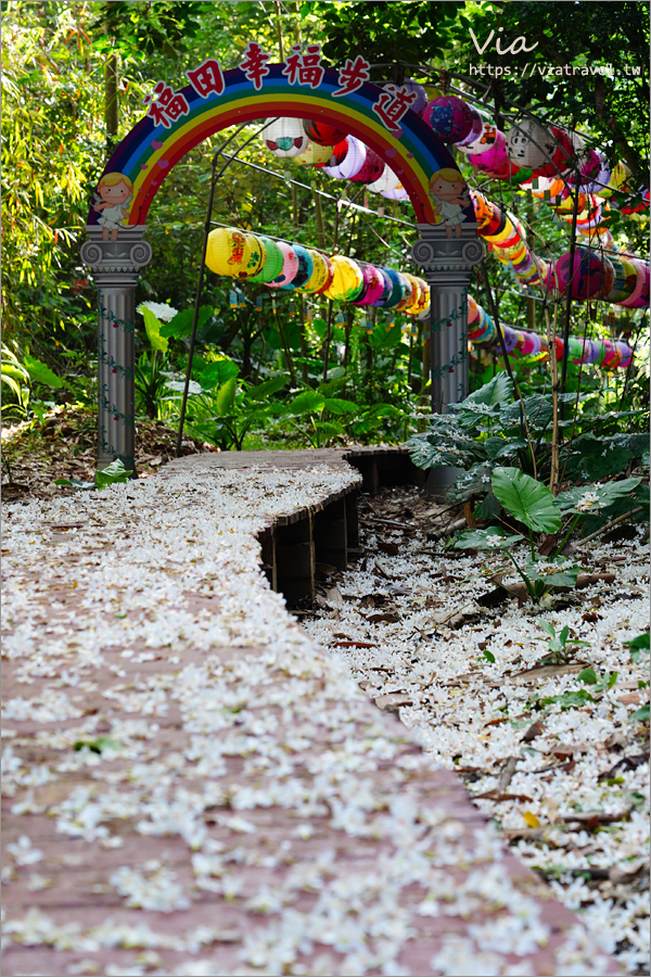 彰化賞桐》好美下雪了～福田賞桐生態園區，舖了滿滿的一地桐花白色地毯！