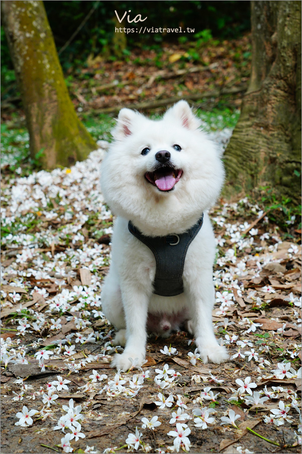 彰化賞桐》好美下雪了～福田賞桐生態園區，舖了滿滿的一地桐花白色地毯！