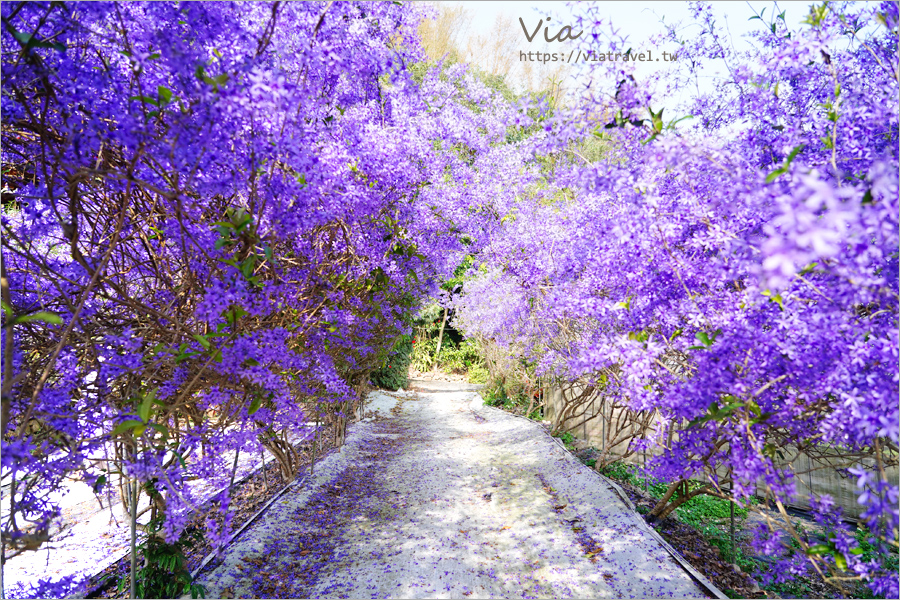 南投埔里錫葉藤》最美紫色藍花藤隧道報到！埔里南平山道田有機農場滿開中！