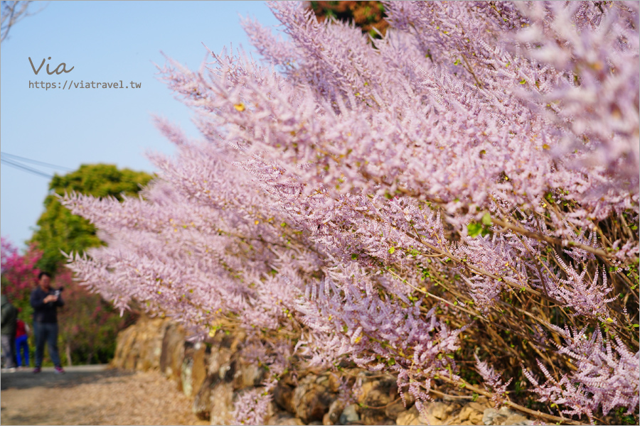 南投麝香木》超新麝香木秘境：瑰蜜甜心玫瑰園～整片粉紅山丘夢幻報到！比人還高的唯美麝香木美拍趣！