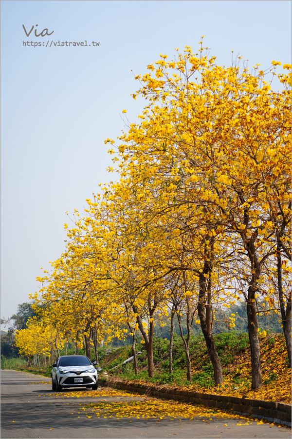 雲林大埤黃花風鈴木》箔雁岸黃花風鈴木．這裡一整排的黃金風鈴木超美的，堤防上就能拍到炸開的黃金風鈴木～