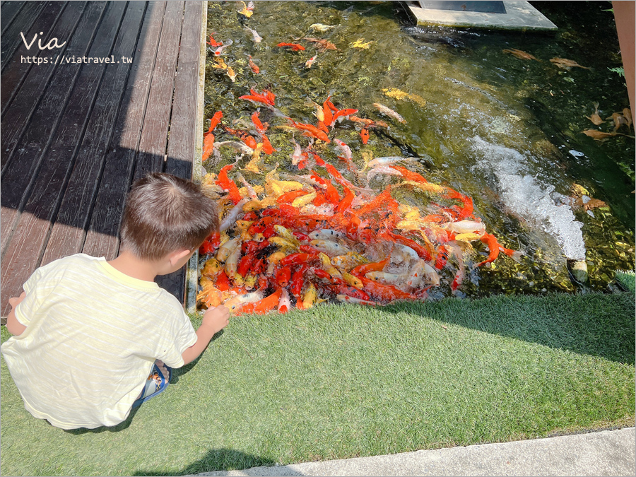 嘉義大林美食》楓丹白露Café咖啡館～美式庭園玻璃屋餐廳，還有水池讓孩子們盡情餵魚趣！