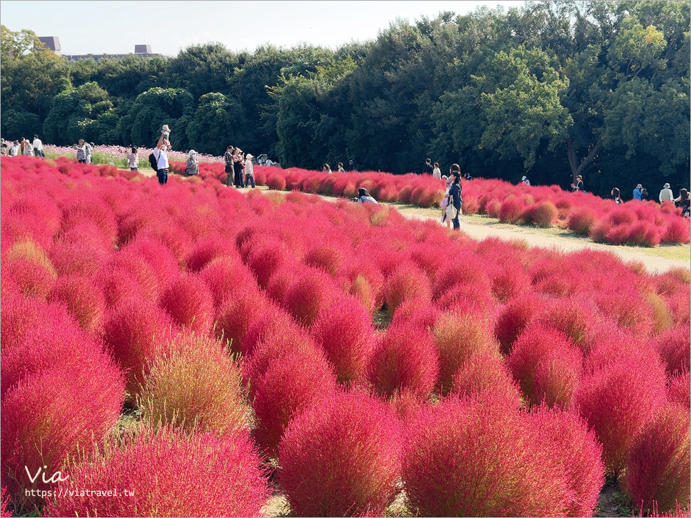 大阪萬博紀念公園》大阪必去景點地標～太陽之塔！還有季節限定的火紅波波草美景一次收集！