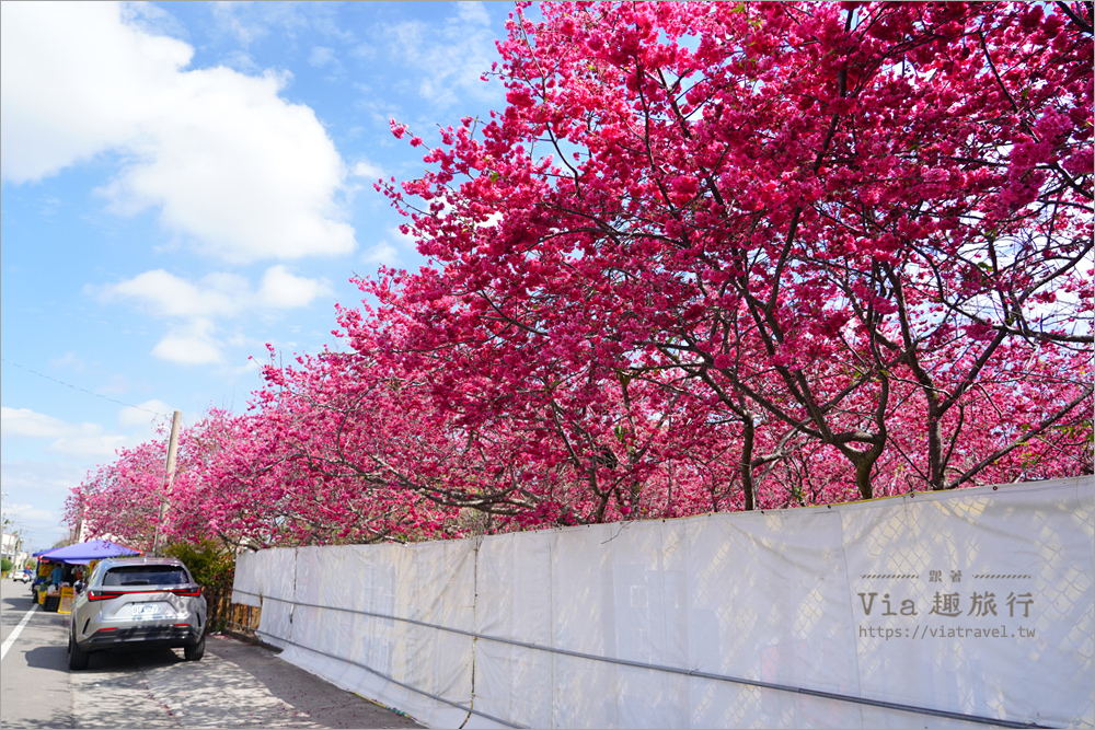 台中新社櫻花新秘境》興社街的私房櫻花園全面滿開～美到拍翻的八重櫻粉嫩登場！