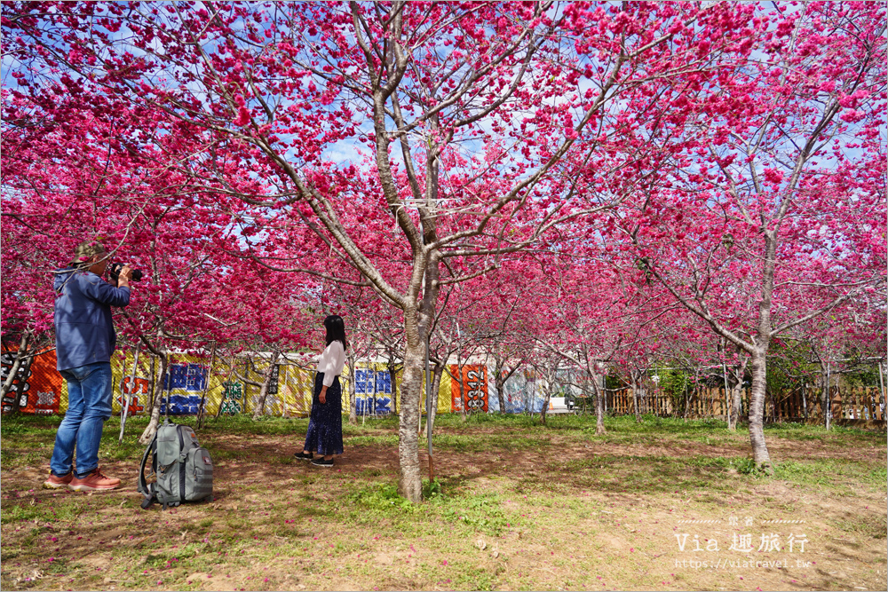 台中新社櫻花新秘境》興社街的私房櫻花園全面滿開～美到拍翻的八重櫻粉嫩登場！