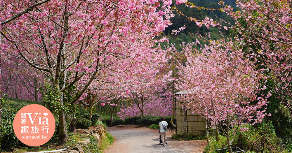 嘉義中興製茶所》絕美的櫻花大道超好拍！還有櫻花和茶園環繞的露營區太夢幻！