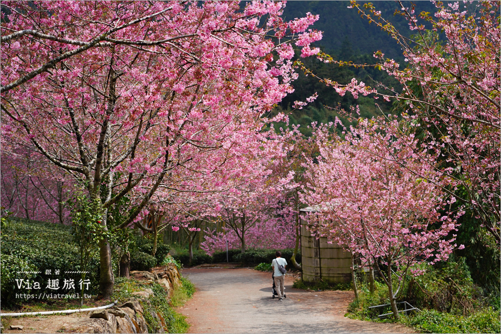 嘉義中興製茶所》絕美的櫻花大道超好拍！還有櫻花和茶園環繞的露營區太夢幻！