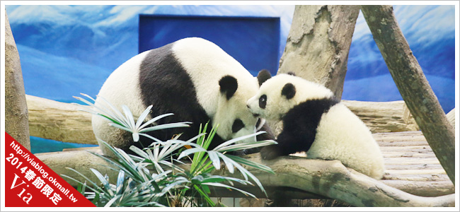 熊貓圓仔影片～圓仔終於見客啦！來去動物園看爆可愛的圓仔
