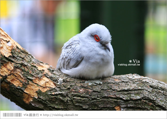 【新竹景點推薦】森林鳥花園～親子旅遊的好去處！在森林裡鳥兒與孩子們的樂園45