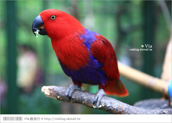 【新竹景點推薦】森林鳥花園～親子旅遊的好去處！在森林裡鳥兒與孩子們的樂園41