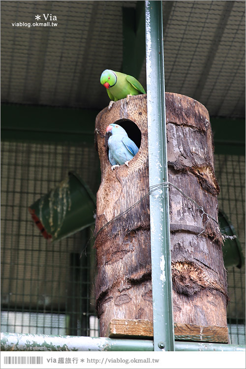 【新竹景點推薦】森林鳥花園～親子旅遊的好去處！在森林裡鳥兒與孩子們的樂園43