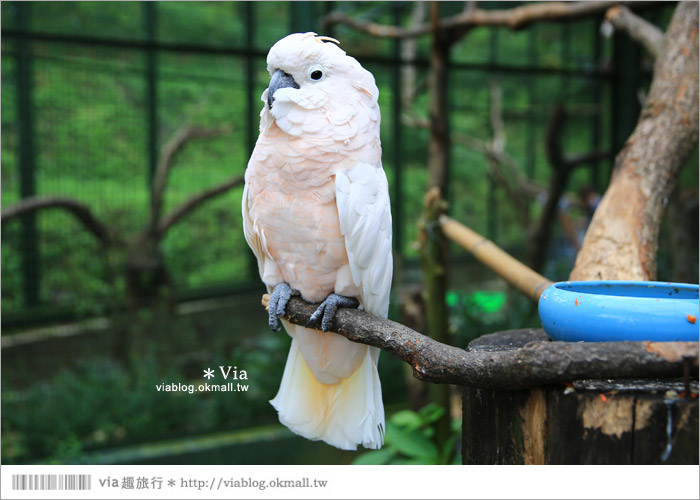 【新竹景點推薦】森林鳥花園～親子旅遊的好去處！在森林裡鳥兒與孩子們的樂園47