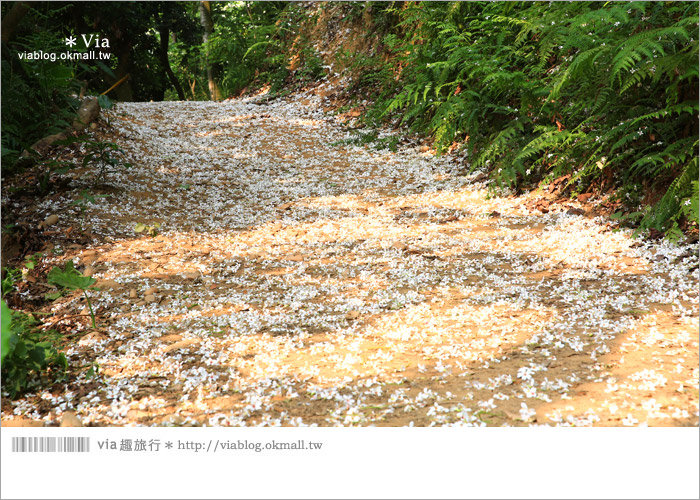 【彰化油桐花】福田桐花生態園區～雪白花毯！每年都會想再回訪的賞桐景點8