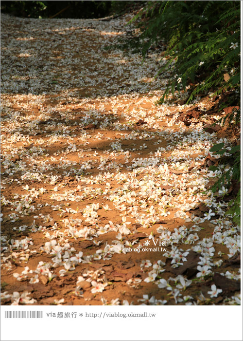 【彰化油桐花】福田桐花生態園區～雪白花毯！每年都會想再回訪的賞桐景點10