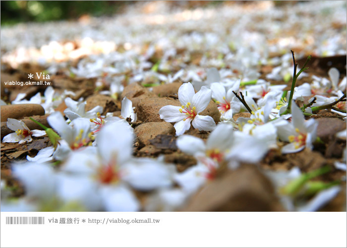 【彰化油桐花】福田桐花生態園區～雪白花毯！每年都會想再回訪的賞桐景點11