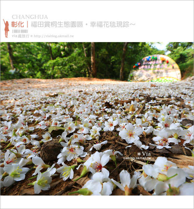 【彰化油桐花】福田桐花生態園區～雪白花毯！每年都會想再回訪的賞桐景點1