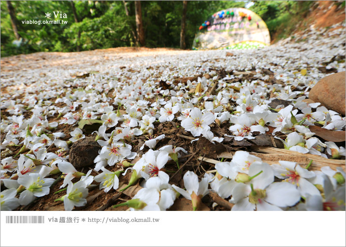 【彰化油桐花】福田桐花生態園區～雪白花毯！每年都會想再回訪的賞桐景點13
