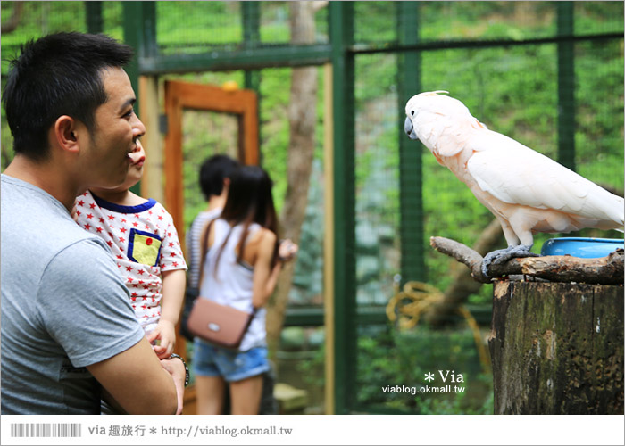 【新竹景點推薦】森林鳥花園～親子旅遊的好去處！在森林裡鳥兒與孩子們的樂園51