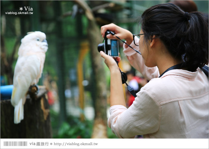 【新竹景點推薦】森林鳥花園～親子旅遊的好去處！在森林裡鳥兒與孩子們的樂園50