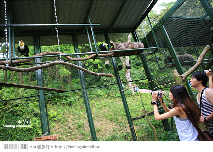 【新竹景點推薦】森林鳥花園～親子旅遊的好去處！在森林裡鳥兒與孩子們的樂園49