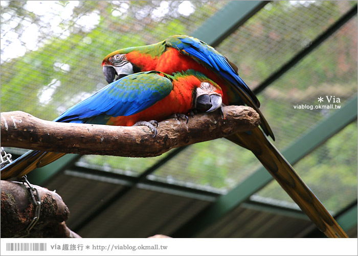 【新竹景點推薦】森林鳥花園～親子旅遊的好去處！在森林裡鳥兒與孩子們的樂園38