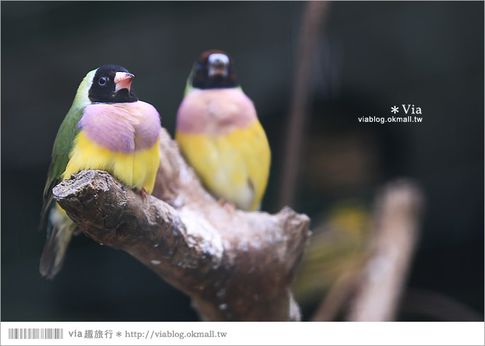 【新竹景點推薦】森林鳥花園～親子旅遊的好去處！在森林裡鳥兒與孩子們的樂園35