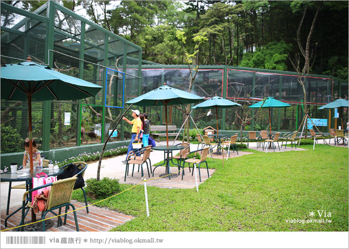 【新竹景點推薦】森林鳥花園～親子旅遊的好去處！在森林裡鳥兒與孩子們的樂園31