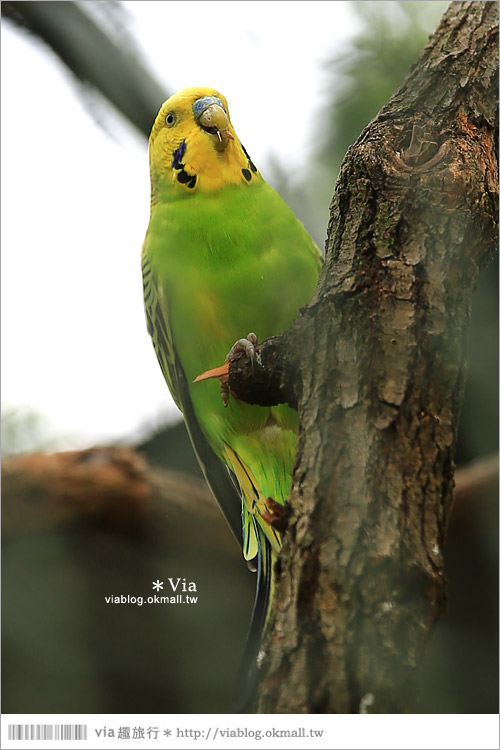 【新竹景點推薦】森林鳥花園～親子旅遊的好去處！在森林裡鳥兒與孩子們的樂園44