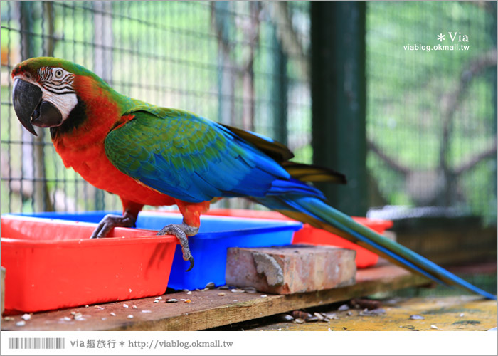 【新竹景點推薦】森林鳥花園～親子旅遊的好去處！在森林裡鳥兒與孩子們的樂園39