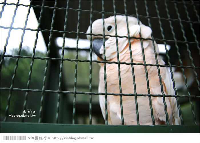 【新竹景點推薦】森林鳥花園～親子旅遊的好去處！在森林裡鳥兒與孩子們的樂園36