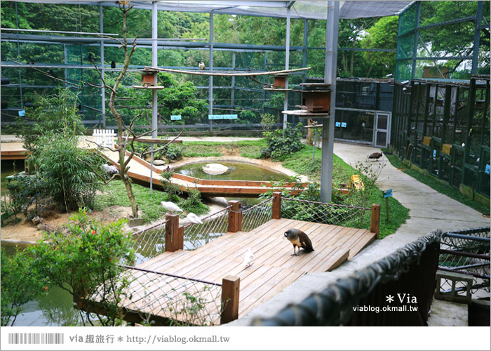 【新竹景點推薦】森林鳥花園～親子旅遊的好去處！在森林裡鳥兒與孩子們的樂園60