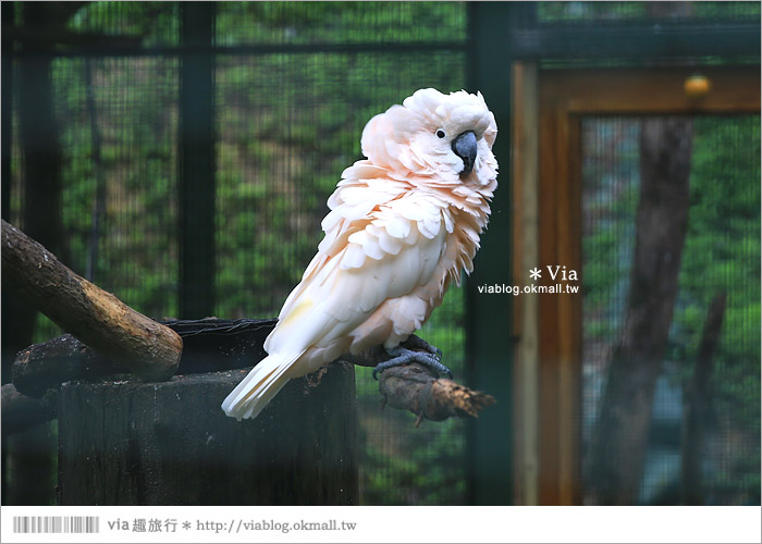 【新竹景點推薦】森林鳥花園～親子旅遊的好去處！在森林裡鳥兒與孩子們的樂園48