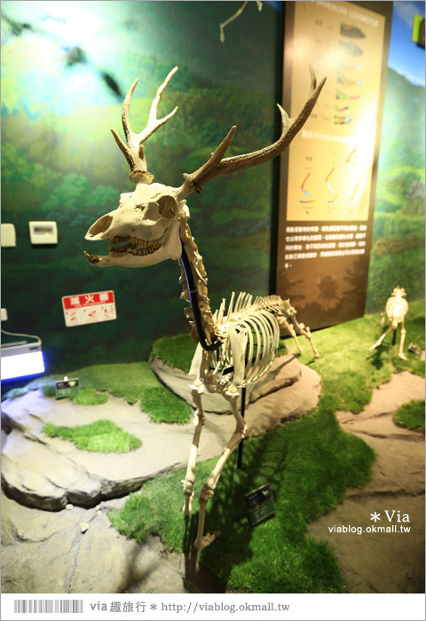 【台南南科景點】樹谷生活科學館～超大的劍齒象化石！有趣又能長知識的博物館！16