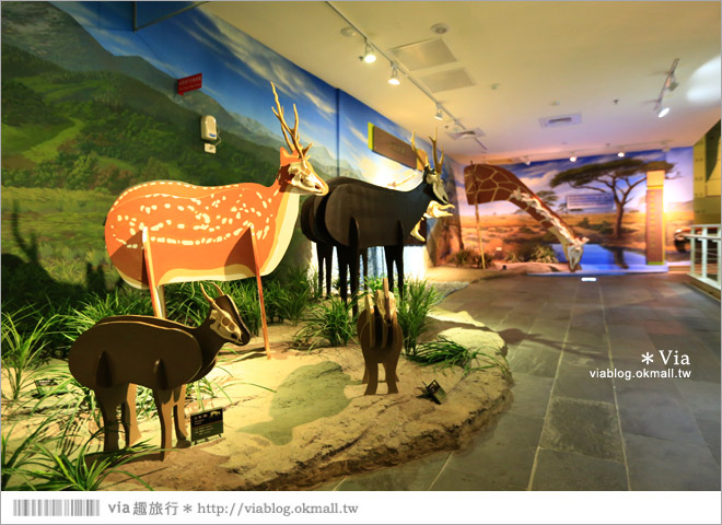 【台南南科景點】樹谷生活科學館～超大的劍齒象化石！有趣又能長知識的博物館！14