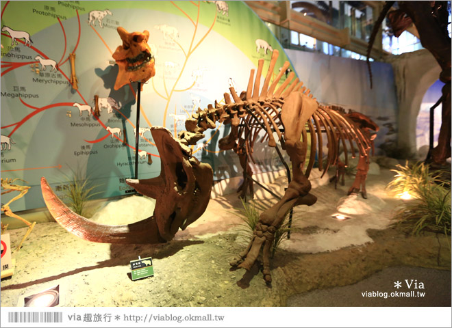 【台南南科景點】樹谷生活科學館～超大的劍齒象化石！有趣又能長知識的博物館！20