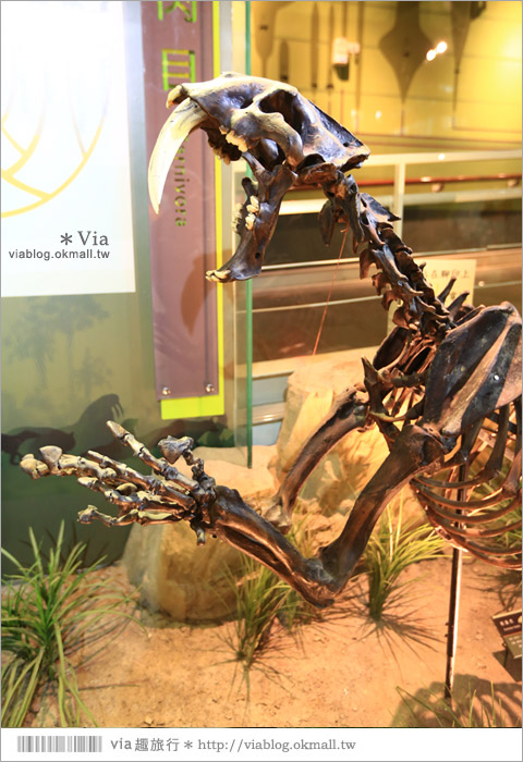 【台南南科景點】樹谷生活科學館～超大的劍齒象化石！有趣又能長知識的博物館！24