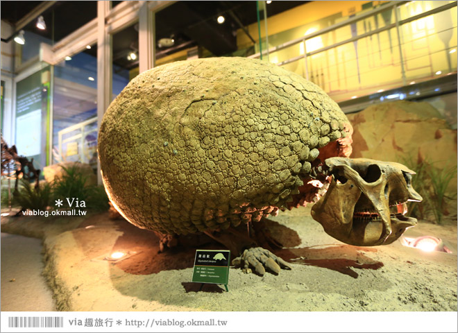 【台南南科景點】樹谷生活科學館～超大的劍齒象化石！有趣又能長知識的博物館！22