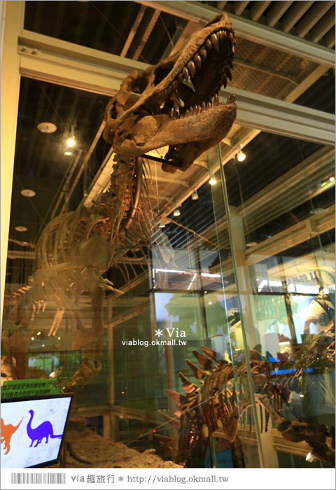 【台南南科景點】樹谷生活科學館～超大的劍齒象化石！有趣又能長知識的博物館！12