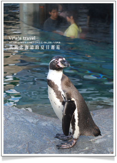 【夏の北海道 】日本旅遊景點大人氣～旭川 - 旭山動物園旭山動物園