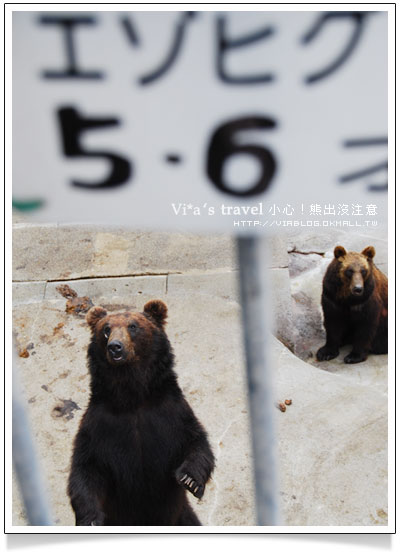 【夏の北海道】小心！熊出沒注意！可愛熊牧場＋昭和新山昭和新山熊牧場