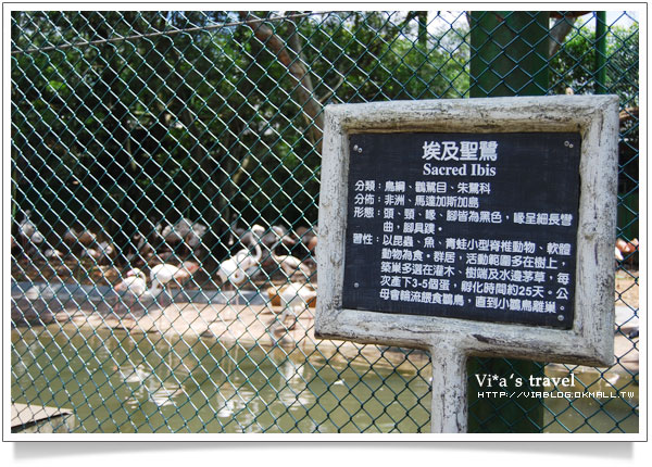 【新竹旅遊景點】新竹好玩的地方 - 六福村野生動物園