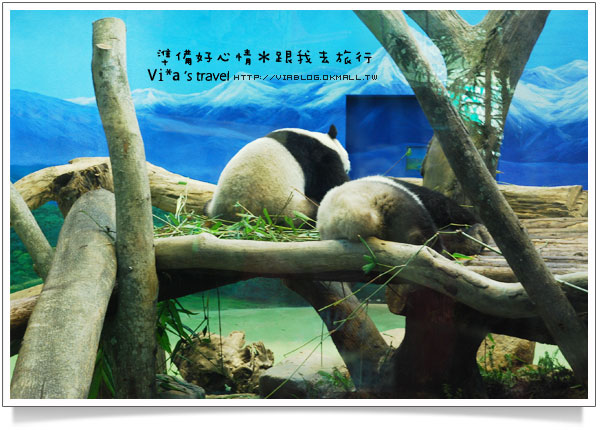 台北市立動物園》台北木柵動物園貓熊～團團圓圓熊貓一日遊