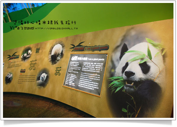 【台北市立動物園】台北木柵動物園貓熊～團團圓圓熊貓一日遊