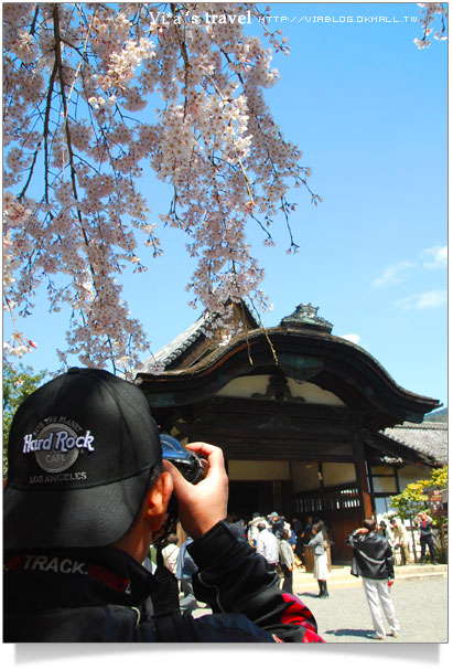 日本賞櫻》櫻花滿開！世界文化遺產～京都醍醐寺之三寶院